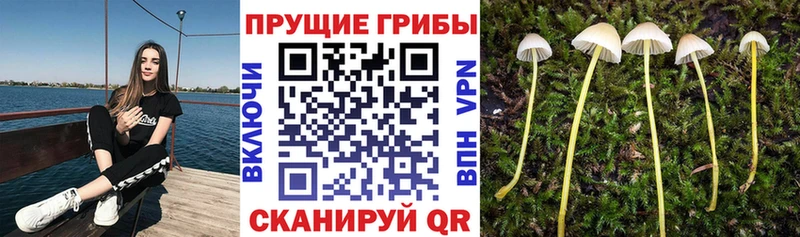 Псилоцибиновые грибы Magic Shrooms  Купить где  Звенигово 